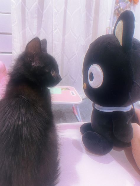 Black Stuff Aesthetic, Choco Cat Pfp, Choco Cat Wallpaper, Cats With Plushies, Pfp Choco Cat, Chococat And Cinnamoroll, Choco Kitty, Chococat Pfp, Choco Cat Aesthetic