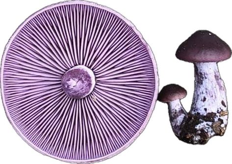 Clitocybe nuda (Lepista nuda), the wood blewit. Wood Blewit, Wood