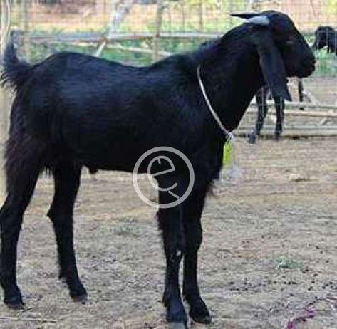 Beetal Goat, Indian Goat, Goat Breeds, Hypoallergenic Dog Food, Puppy Teething, Goat Farm, Cats For Sale, Goat Farming, Wet Dog Food