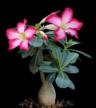 Desert Rose (Adenium obesum) The whole plant is poisonous. It contains cardioactive steroids resembling digitalis. Substantial ingestion may lead to toxicity. Poisoning would be expected to produce clinical findings typical of cardioactive steroids. Toxicity has a variable latent period that depends on the quantity ingested. Dysrhythmias are usually expressed as sinus bradycardia, premature ventricular contractions, atrioventricular conduction defects, or ventricular tachydysrhythmias. Kaktus Dan Sukulen, Rose Plant Care, Desert Rose Plant, Adenium Obesum, Indoor Bonsai, Rose Seeds, Poisonous Plants, Miniature Trees, Planting Roses