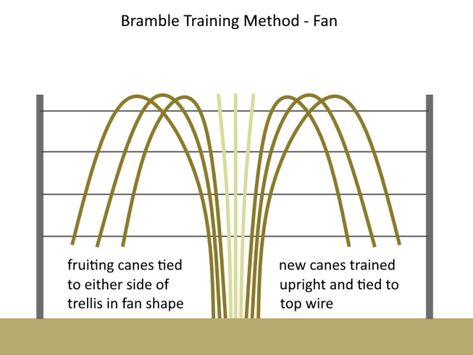 How To Prune and Train Blackberries and Their Hybrids – Deep Green Permaculture Pruning Blackberries, Blackberry Trellis, Vertical Growing, Thornless Blackberries, Blackberry Bramble, Growing Blackberries, Wooden Fence Posts, Building A Trellis, Wire Trellis