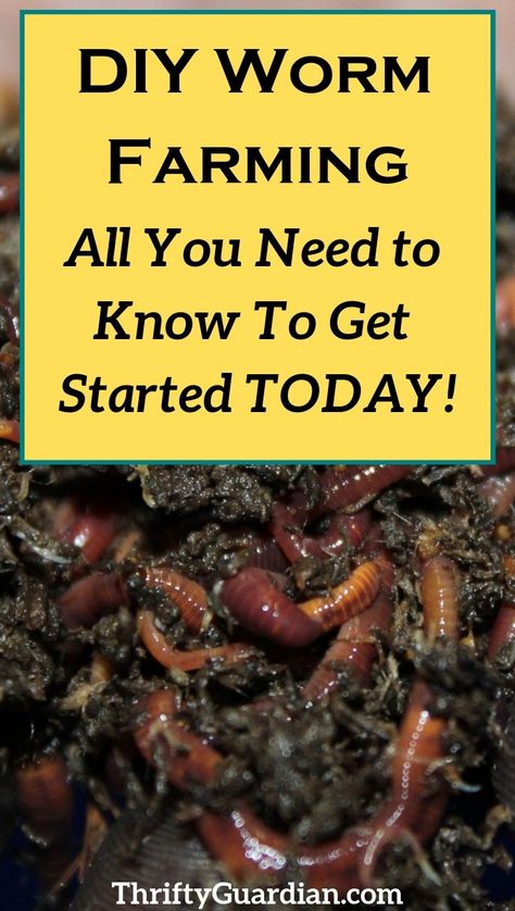 How to start your own worm farm and make your own compost. Create a compost bin and get into vermiculture! How to DIY a worm farm with a tote. Grow a better garden on a budget. Earthworm Farm, Worm Farm Diy, Worm Beds, Garden On A Budget, Worm Farming, Meal Worms, Worm Bin, Worm Castings, Red Worms