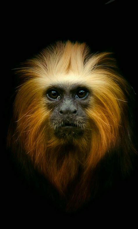 Golden Tamarin Monkey, Golden Tamarin, Aztec Monkey, Gelada Baboon, Monkey Magic, Golden Lion Tamarin, Acrylic Ideas, Golden Lions, Fantasy Story