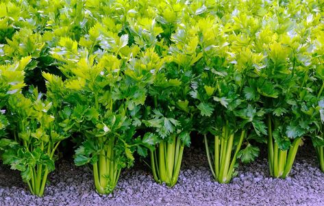 growing celery Growing Celery, Celery Juice Benefits, Vegetable Garden Ideas, Celery Juice, Diy Remedies, Rare Plants, Planting Seeds, Garden Seeds, Health Remedies