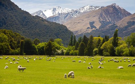 New Zealand Lakes, Wanaka New Zealand, Lake Wakatipu, Lake Wanaka, Bay Of Islands, New Zealand South Island, Emerald Lake, Mountain Wallpaper, Nature Scenery