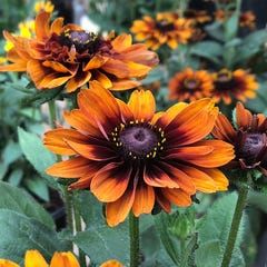 Rudbeckia Hirta, Prairie Planting, American Meadows, Plant Benefits, Cut Flower Garden, How To Attract Birds, Black Eyed Susan, Black Eyed, Container Plants