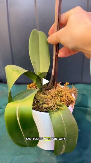 31K views · 1.2K reactions | Orchid Care - How To Soak It Back To Life🌸
🌱
Orchids are sensitive plants and get dehydrated fast, so if you:
1. Gently unpot your orchid, rinse the roots, and prune any dead roots off.
2. Then, depending on how far gone your child is, cut off the bloom stem - so the plant doesn’t divert all its energy to flowering.
3. Then, start the soaking method. Soak the roots in black tea for 10 mins with filtered or bottled water…that’ll be a little nutrition boost before the real soaking method.
4. Since It won’t be ready to live in water full-time just yet, youll need to introduce a system for the orchid that alternates soaking the roots in water during the day and drying the roots completely overnight - to fight against root rot. 
The drying periods will give your o Orchid Plant Care, Orchid Roots, Sensitive Plant, Orchid Plant, Root Rot, The Orchid, Bottled Water, Orchid Care, Orchid Plants