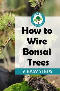 While it’s not a prerequisite, wiring is a critical part of managing your tree’s appearance. You can keep your bonsai small with pruning alone but with much less control over the direction in which it grows. Depending on your end goal, that’s all right! But, to really reap the creative rewards of the art of bonsai, we recommend giving wiring a try. (We promise, it’s not that scary!) Bonsai Containers Pots Diy, Jade Bonsai For Beginners, Bonsai Rosemary, Bonsai Pots Ideas, Weeping Bonsai, Bonsai Design, Garden Bonsai Tree, Bonsai Fruit Tree, Bonsai Diy