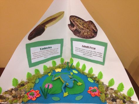 #Frog #Project #Habitat #Diorama Frog Project, Diaroma Ideas, Habitat Diorama, Frog Habitat, Habitats Projects, Lifecycle Of A Frog, Learn Crafts, Animal Habitats, Animal Projects