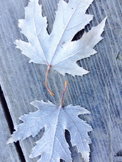 Blue Autumn, Blue Cottage, Fall Scents, Fantasy Aesthetic, Autumn Aesthetic, Autumn Garden, Blue Christmas, Body Colour, Blue Tones