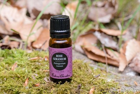 rose geranium essential oil - how to make a DIY all natural tick repellent Homemade Tick Repellent, Tick Repellent For Dogs, Tick Spray For Dogs, Natural Tick Repellent, Essential Oil Spray Recipes, Essential Oils Dogs, Meds For Dogs, Flea And Tick Spray, Tick Spray