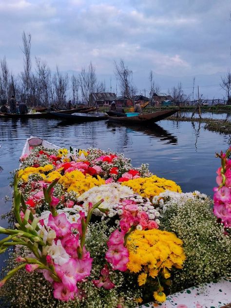 #travel #dal #lake #kashmir Dal Lake Photography, Srinagar Kashmir Aesthetic, Dal Lake Kashmir Photography, Srinagar Kashmir Photography, Kashmir Flowers, Srinagar Travel, Kashmir House, Kashmir Aesthetic, Dal Lake Kashmir