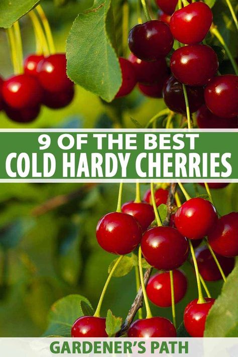 Think it’s impossible to find cherry trees that thrive in cold, northern climates? On the contrary – you can grow delicious cherries, sweet or sour, so long as pick the right variety. Learn about the best cold-hardy cherry varieties to produce your summer harvest now on Gardener's Path. #cherrytree #gardenerspath Sour Cherry Tree, Growing Cherry Trees, Garden Renovation Ideas, Garden Renovation, Growing Fruit Trees, Summer Harvest, Cherry Trees, Food Forest, Cherry Tart