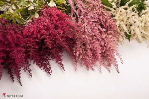 Astible great filler or by itself. Astilbe Colors, Burgundy Astilbe, Valentines Florals, Copper Wedding Flowers, Red Astilbe, Astilbe Wedding, Astilbe Flower, Astilbe Bouquet, Classic Wedding Flowers