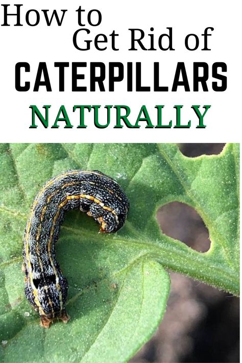 Caterpillars are one of the most common garden pests. Caterpillar infestation is the one of the biggest problems that farmers and gardeners face. If left alone, they can decimate entire crops and vegetable gardens. Different types of caterpillars will attack different types of plants, but there seems to be a caterpillar for every plant there is. Types Of Caterpillars, Black Caterpillar, Fuzzy Caterpillar, Outside Plants, Garden Remedies, Insecticidal Soap, Moth Caterpillar, Garden Pest Control, Vegetable Gardens