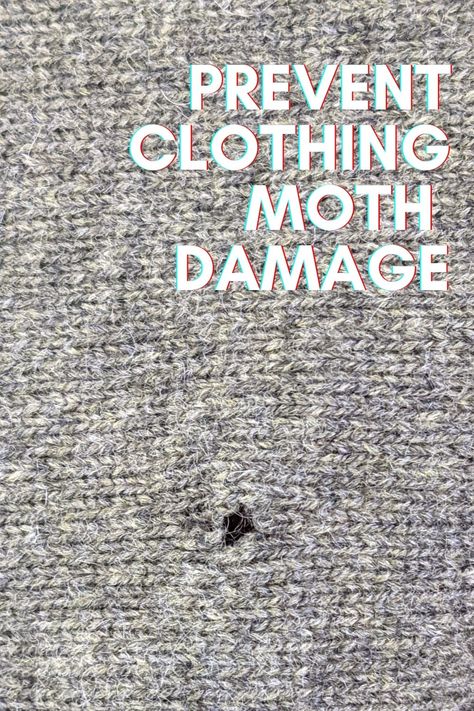 Moth Holes In Clothes, Holes In Clothes, Moth Repellent, Clever Dog, Damaged Clothes, Silk Clothing, Cleaning Tips Tricks, Sweater Bags, Woolen Sweaters