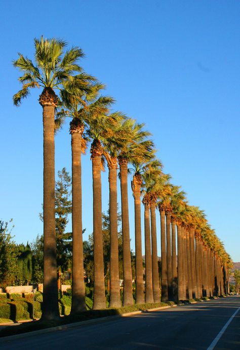 ✶ Alamo Street Palm Trees, Simi Valley, CALIFORNIA. I've lived in Simi Valley since 1989. ✶ Simi Valley California, Shoot The Moon, Centennial Park, California History, California Girl, Simi Valley, Ventura County, Exotic Places, California Dreaming