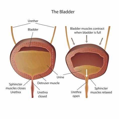 bladder Bladder Spasm Relief, Guerilla Warfare, Painful Bladder Syndrome, Inside Human Body, Green Tea Benefits Health, Science Exhibition Projects, Science Exhibition, Medical Illustrations, Dysautonomia Pots