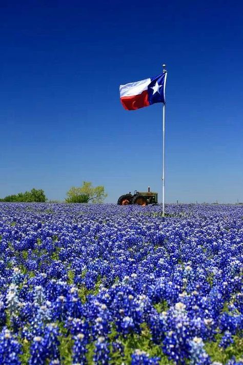 Only In Texas, Texas Life, Texas Bluebonnets, Texas Forever, Texas Hills, Loving Texas, Texas Flag, Texas Girl, Texas Flags