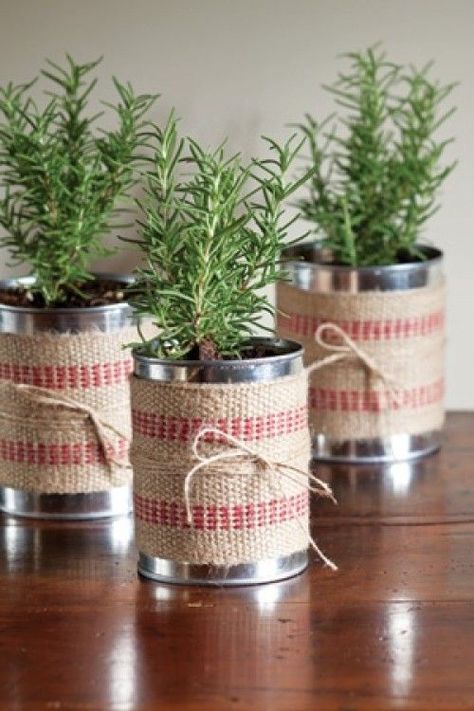 Natal Natural, Recycled Tin Cans, Natural Christmas Decor, Christmas Plants, Recycled Tin, Plant Projects, Tin Can Crafts, Diy Holiday Gifts, Cadeau Diy