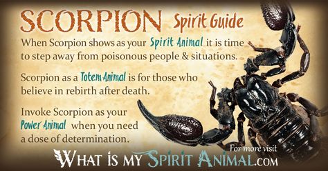 The most in-depth Scorpion Symbolism & Meaning! Scorpion as a Spirit, Totem, & Power Animal. Scorpion in Celtic & Native American Symbols & Scorpion Dreams! Scorpion Spirit Animal, Scorpio Animal Spirit, Scorpion Symbolism, Native American Astrology, Animal Totem Spirit Guides, Spiritual Animals, Symbolism Meaning, Spirit Animal Meaning, Totem Animals