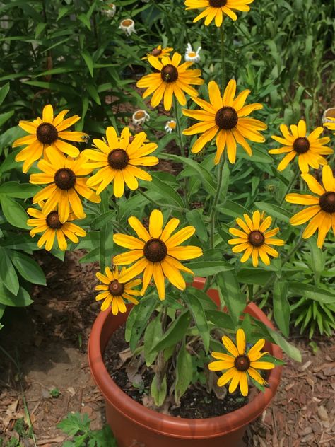 Potted Black-eyed-Susan...early Summer 2018 Potted Black Eyed Susans, Brown Eyed Susan, Flower Watch, Black Eyed Susan, Black Eyed, Chapel Wedding, Flower Decor, Growing Flowers, Garden Flowers