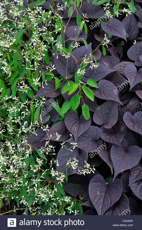 Black Petunias Combinations, Ipomoea Cairica, Goeppertia Orbifolia, Euphorbia Black Pearl, Euphorbia Oblongata, Ipomoea Batatas, Black Petunias, Diamond Frost, Sweet Potato Vine