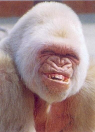 Baby Albino Gorilla | ALBINO GORILLA - Pixdaus Albino Gorilla, Monkey Smiling, Funny Monkey Pictures, Laughing Animals, Smiling Animals, Ugly Animals, Albino Animals, A Monkey, Monkeys Funny