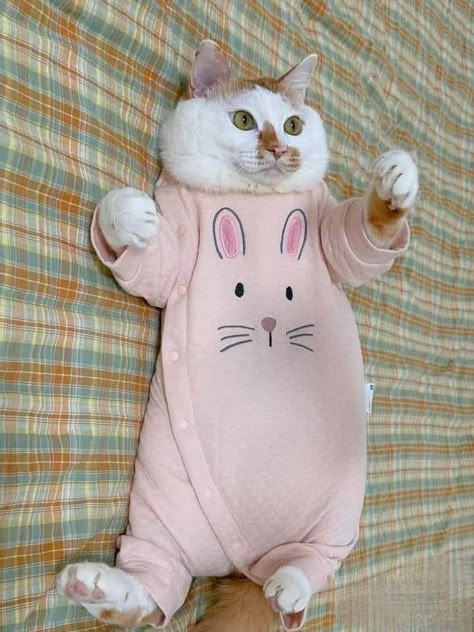 Cats In Onesies, Cat And Panda, Cat Outfits, Cat Dress, Cats Photos, Lots Of Cats, Kitty Meow, Cute Cats Photos