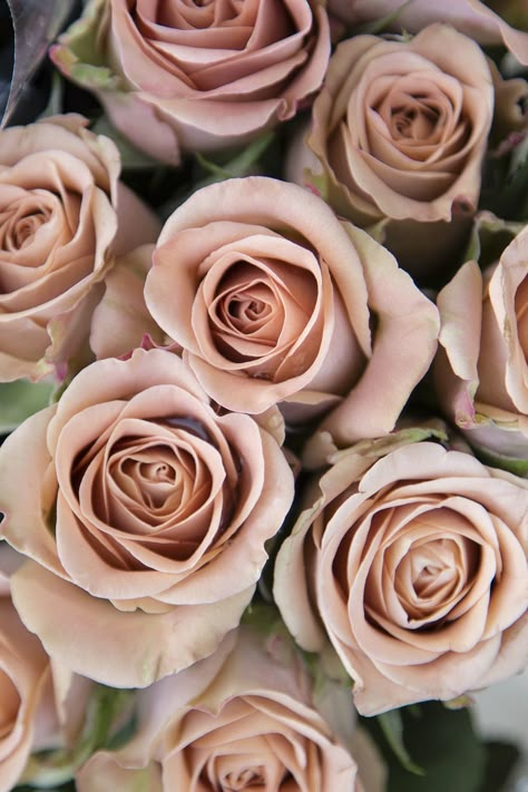 Cappuccino Rose Wedding, November Flowers Wedding, Quick Sand Roses, Cappuccino Rose Bouquet, Cappuccino Rose, Sahara Roses, Quicksand Rose, Avalanche Rose, Brown Roses