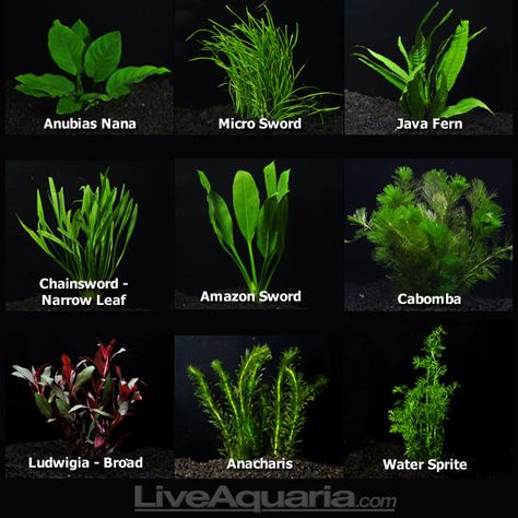 Types of live aquarium plants Different Types Of Plants, Tanaman Air, Freshwater Plants, Fish Tank Themes, Freshwater Aquarium Plants, Fish Tank Terrarium, Taman Air, Cool Fish Tanks, Fish Tank Design