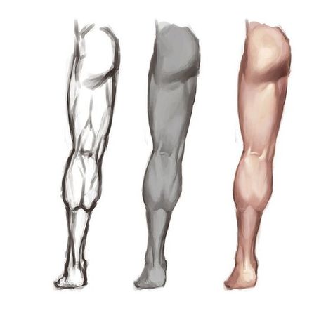 Character Design Collection: Legs Anatomy Leg Anatomy, Drawing Legs, Anatomy Tutorial, Anatomy Poses, Anatomy For Artists, Anatomy Drawing, Digital Painting Tutorials, Figure Drawing Reference, Body Drawing