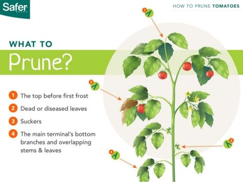 What to Prune? -The top before first frost -Suckers -Dead or diseased leaves -Overlapping stems and leaves -The main termi... Prune Tomato Plants, Tomato Suckers, Pruning Tomato Plants, Tomato Pruning, Vegtable Garden, Organic Fungicide, Tips For Growing Tomatoes, Growing Tomato Plants, Tomato Farming