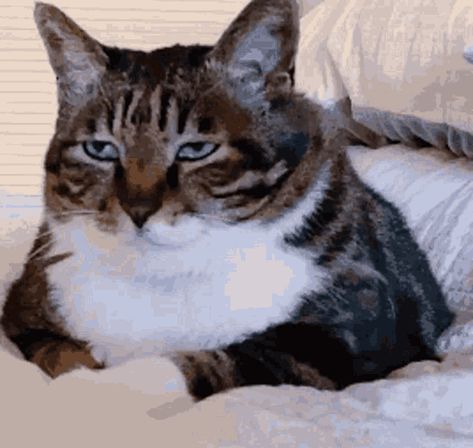 Speechless GIF - Speechless - Discover & Share GIFs Pregnancy Lifestyle, Meme Caption, Tag Your Friends, Funny Cute Cats, Naan, No Name, Cat Gif, Alien Logo, Cool Cats