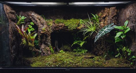 Dart Frog Tank, Dart Frog Terrarium, Tree Frog Terrarium, Dart Frog Vivarium, Gecko Vivarium, Tarantula Enclosure, Bioactive Vivarium, Plants Terrarium, Frog Habitat