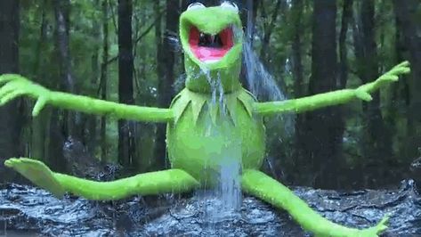 He was a little wet afterward… | Kermit The Frog Took The ALS Ice Bucket Challenge And It Was Awesome Kermit Gif, Sapo Kermit, Kermit The Frog Gif, Kermit Funny, Vince Mcmahon, Miss Piggy, The Muppet Show, Kermit The Frog, Jim Henson