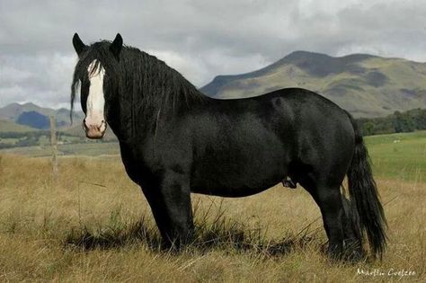 Big Boy Black Percheron, Stunning Horses, Horse Herd, Percheron Horses, Indian Horses, Horse Heads, Horse Pics, Shire Horse, Big Horses