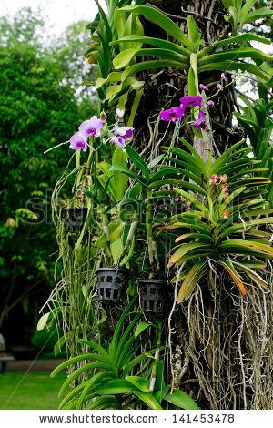 How to grow orchids on trees Orchid On Tree, Orchids Outdoors, Orchids On Trees, Orchid Diseases, How To Grow Orchids, Grow Orchids, Trunk Design, Orchid Roots, Gravel Landscaping