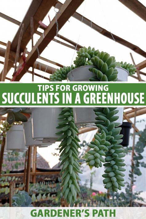 With suitable temperature, light, and spacing, many succulent varieties grow well in a home greenhouse. Growing in a greenhouse offers more room for an expanding collection or a dedicated spot for winterizing outdoor specimens. Find tips for growing succulents in a greenhouse in this guide. #succulents #gardenerspath Greenhouse Succulents, Growing In A Greenhouse, Succulent Greenhouse, Cactus Greenhouse, Succulent Varieties, Tropical Greenhouses, Outdoor Greenhouse, Vegetable Benefits, Greenhouse Ideas