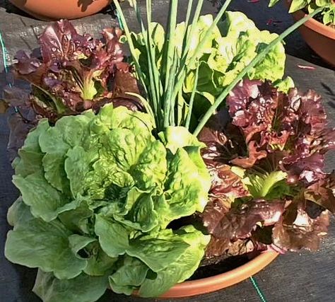 Just as pretty as flowers! Salad bowl planter Gemüseanbau In Kübeln, Growing Vegetables Indoors, Vegetable Packaging, Growing Lettuce, Container Vegetables, Bowl Planter, Herb Planters, Veg Garden, Container Gardening Vegetables