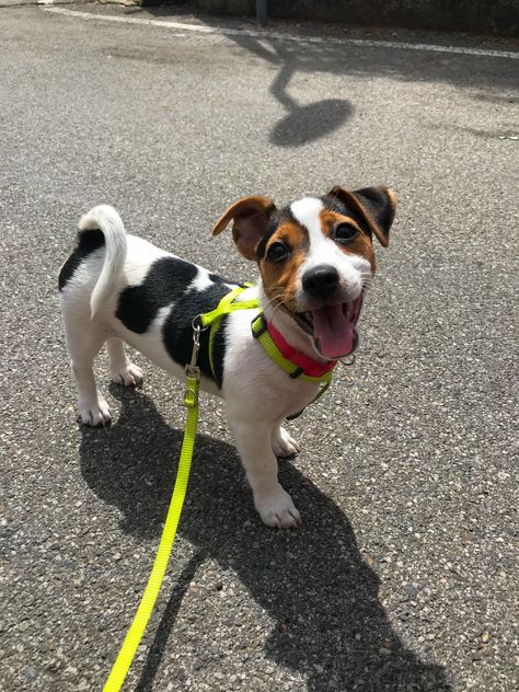 Jack Russell Terrier Aesthetic, Puppy Smiling, Jack Terrier, Jack Russell Terrier Puppies, Jack Russell Puppies, Jack Russell Dogs, Jack Russells, Jack Russel, Pets 3