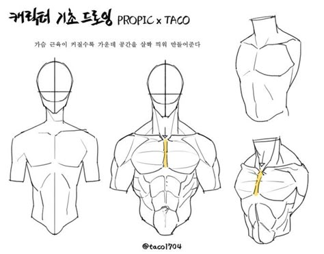 Taco1704 Anatomy, Point Character Drawing, Human Body Drawing, Anatomy Tutorial, Body Drawing Tutorial, Human Anatomy Drawing, Manga Drawing Tutorials, Human Anatomy Art, Anatomy Sketches