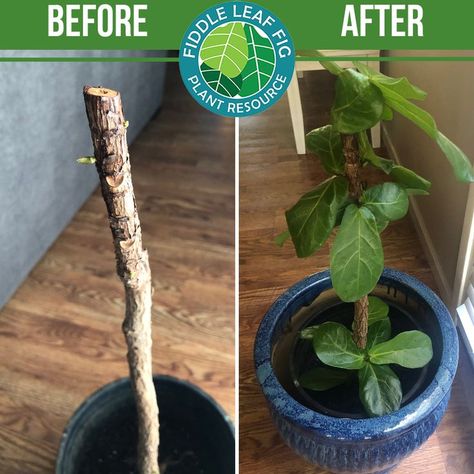 Fig Leaf Tree, Fiddle Fig Tree, Fiddle Leaf Fig Care, Planting Plants, Fiddle Leaf Tree, Fig Plant, Black Thumb, Indoor Greenery, Fiddle Fig