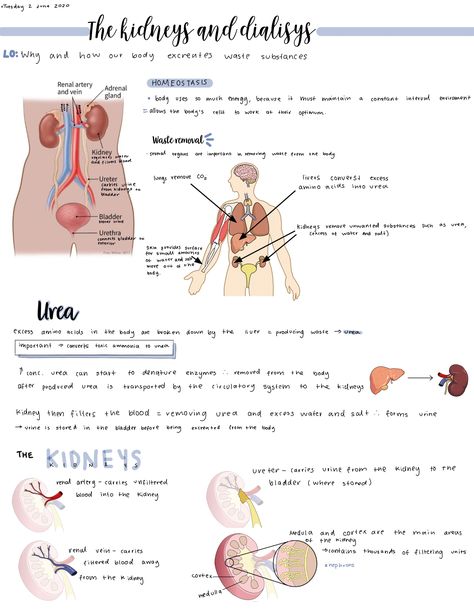 Coordination And Response Biology Notes, Biology Notes Igcse, Kidney Notes Biology, Igcse Biology Revision Notes, Grade 10 Science Notes, Biology Notes Class 10, Igcse Study Tips, Class 10 Science Notes Biology, Igcse Physics Notes