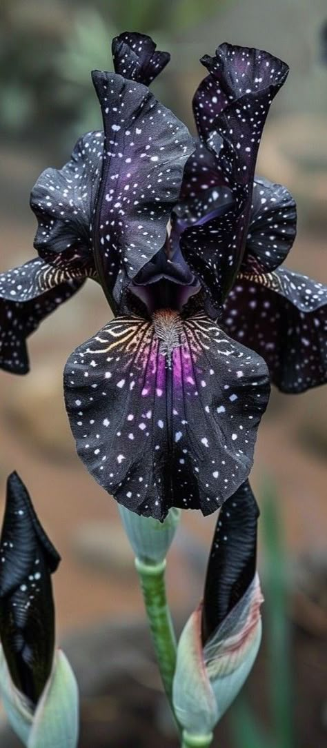 Goth Flowers, Iris Flowers Garden, Interesting Plants, Dark Garden, Goth Garden, Strange Flowers, Gothic Garden, Iris Garden, Black Iris