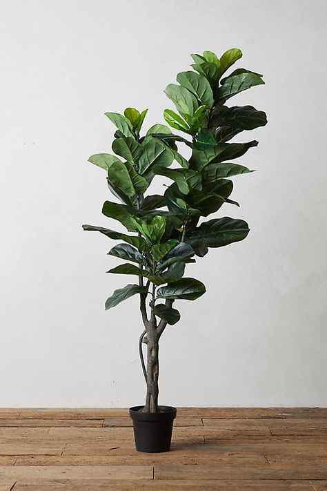 Faux Fiddle Leaf Fig Tree, 5' | Anthropologie Faux Fiddle Leaf Fig Tree, Clematis Trellis, Fiddle Leaf Fig Tree, Ficus Lyrata, Pothos Plant, Fiddle Leaf, Fiddle Leaf Fig, Monstera Deliciosa, Fig Tree