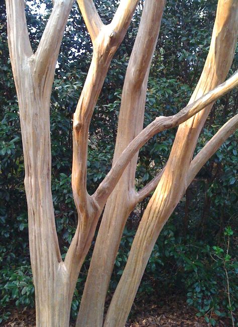 Trimming Crepe Myrtles, Pruning Crepe Myrtles, Crepe Myrtle Bush, Crepe Myrtle Trees, Flower Magazine, Myrtle Tree, Tree Growth, Crepe Myrtle, Backyard Flowers