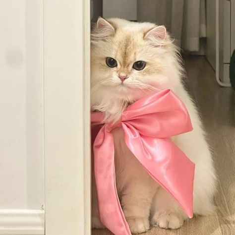 Cat Pink Aesthetic, Arte Do Kawaii, Pets Cute, Cute Cats Photos, Cat Bow, Pretty Animals, Cat Aesthetic, Cat Wallpaper