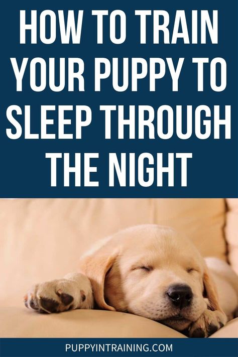 Kennel Training A Puppy, Sleep Training Baby Schedule, First Night With Puppy, Tired Puppy, Puppy Sleeping, New Puppy Checklist, Train Your Puppy, Crying At Night, Puppy Snuggles