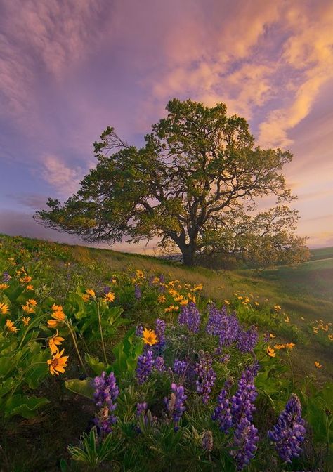 Whats Wallpaper, Image Nature, Lone Tree, 背景 シンプル, Tree Wallpaper, Foto Art, Alam Yang Indah, Nature Aesthetic, Beautiful Tree